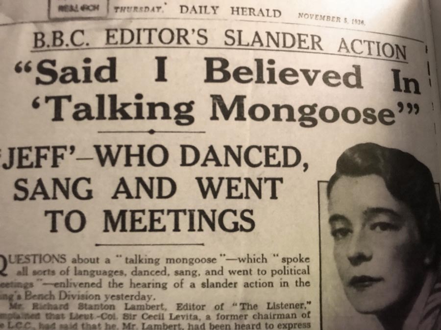 Contemporary press coverage of the "talking" mongoose.