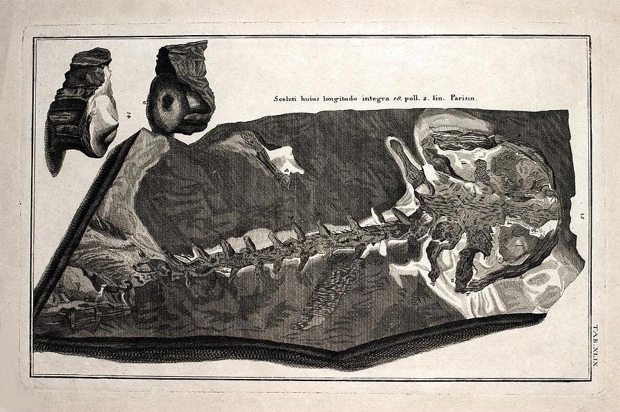 Fossilized giant salamander (Homo diluvii testis = "witness of the Deluge")